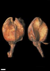 Veronica venustula. Capsules. Scale = 1 mm.
 Image: W.M. Malcolm © Te Papa CC-BY-NC 3.0 NZ